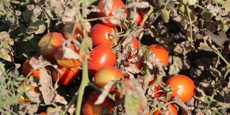 Seeds of Change: Navigating Russia’s Seed Import Restrictions