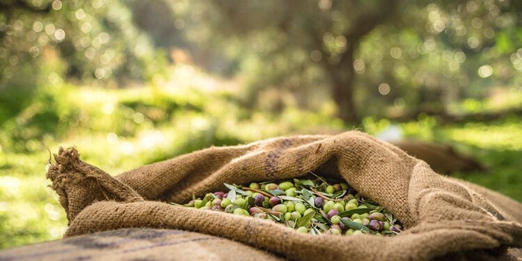 Impact of Recent Drought on Olive Oil Prices and Future Prospects for Mediterranean Growers