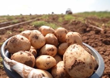 Innovations in Irrigation Technology Spark Interest in Astrakhan Region