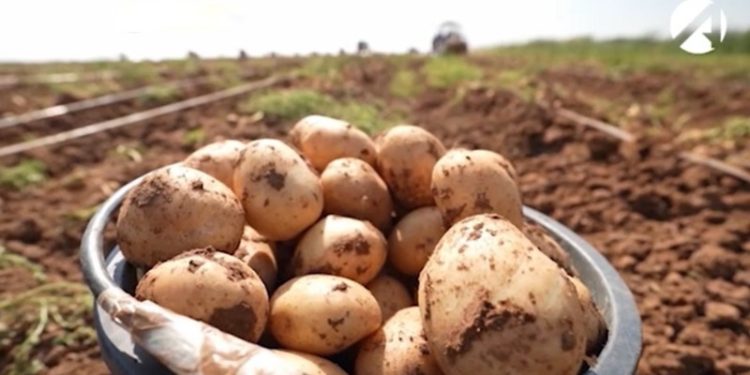 Innovations in Irrigation Technology Spark Interest in Astrakhan Region