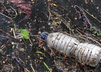 Unveiling the Impact of Microplastics in Agriculture: A Czech Research Initiative