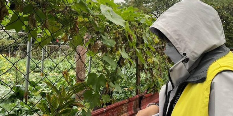 Navigating Frost Challenges: Protecting Pear Orchards and Tea Plantations in the Face of Cold Weather