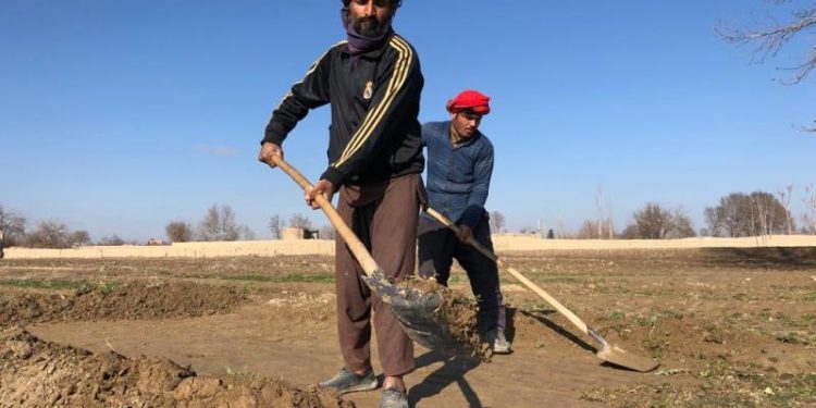 Unprecedented Drought Hits Northern Balkh, Posing Threats to Agricultural Livelihoods