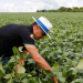 Green Revolution: Brazil’s Shift Towards Natural Pesticides