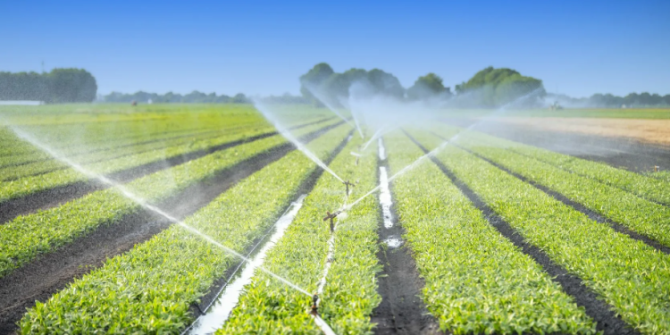 Azerbaijan’s Agricultural Journey with Dutch Expertise