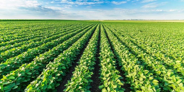 Maximizing the profitability of Russian agriculture: trends, support and strategies in 2024