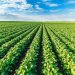 Maximizing the profitability of Russian agriculture: trends, support and strategies in 2024