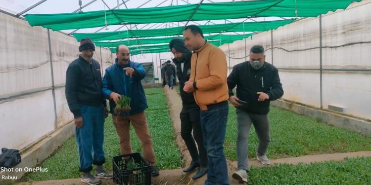 Cultivating Prosperity: Empowering Farmers Through Vegetable Seedling Distribution