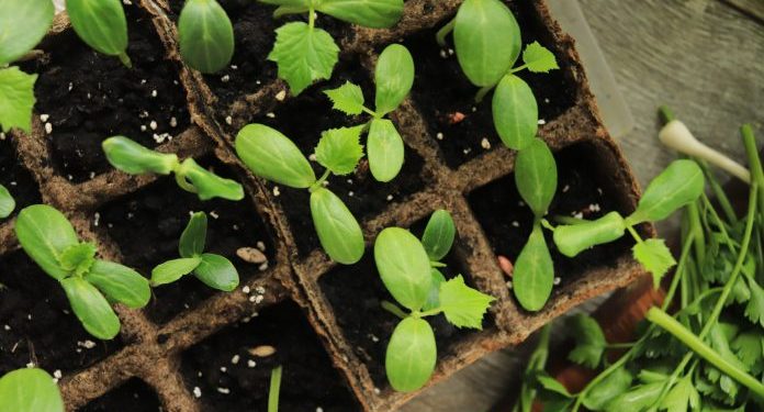 AI Technologies Revolutionize Soil Health in Agriculture