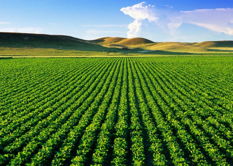 Rows of sugarbeets in Yellowstone River Valley noted for their production in Sidney, Montana, USA