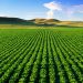 Unveiling the Agricultural Giants: Top 5 Leading Nations in Farming Excellence