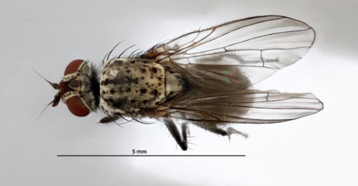 Kenya’s Vegetable Crops Under Siege: Urgent Call for Sustainable Solutions Against Soil Pests