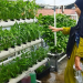 The Urban Farming Revolution in Depok, West Java