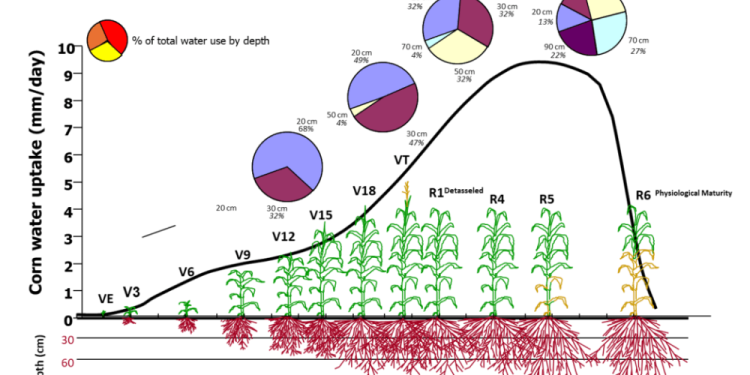 Unlocking Corn Yield Potential: Insights from EMILI and Innovation Farms