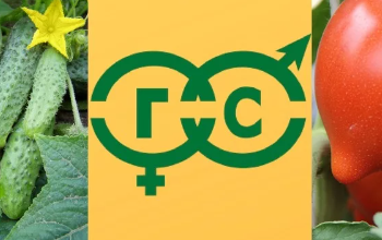 National Seed Alliance to Conduct Production Trials