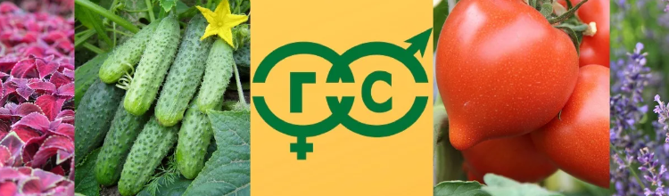 National Seed Alliance to Conduct Production Trials