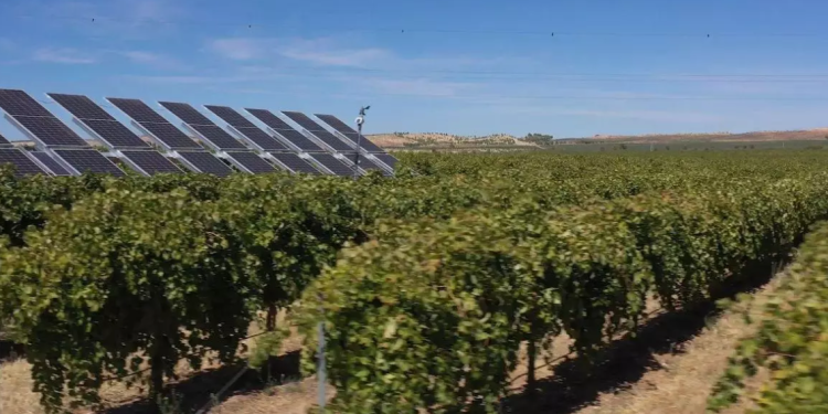 Maximizing Harvests and Harnessing Sunlight: The Rise of Bioagrovoltaics in Spanish Agriculture