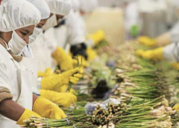 Revolutionizing Agricultural Processing: FRG Farms to Establish State-of-the-Art Packaging Plant for Over 1,000 Tons of Vegetables