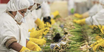 Revolutionizing Agricultural Processing: FRG Farms to Establish State-of-the-Art Packaging Plant for Over 1,000 Tons of Vegetables