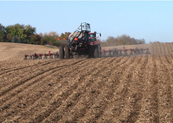 Harnessing Bacterial Inoculation to Optimize Nitrogen Use in Dry Edible Beans