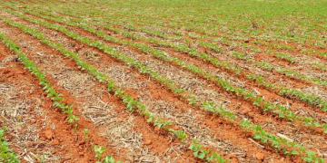 Shifting Sands: Exploring the Decline of Artificial Fertilizer Sales in Agriculture