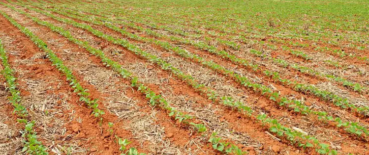 Shifting Sands: Exploring the Decline of Artificial Fertilizer Sales in Agriculture