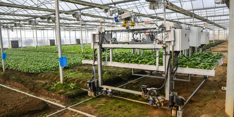 Mechanization and Quality Enhancement Nanjing