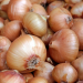 Anticipated Onion Price Drop as Local Harvests Surge: Bangladesh Agricultural Outlook