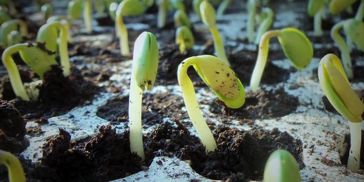 Revitalizing Agriculture in Russia’s Far East: Challenges and Strategies