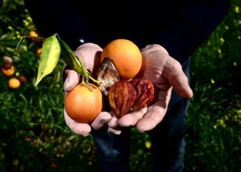 Petani Italia Vito Amantia, menunjukkan jeruk kecil dan buah-buahan kering di kebun jeruk, pada 26 Februari 2024 di Lentini, Sisilia. Buah-buahan di pohon jauh lebih kecil dari biasanya karena kekeringan. Otoritas regional di pulau Italia selatan mengumumkan keadaan darurat awal bulan ini, setelah hujan musim dingin yang diharapkan terjadi setelah musim panas tahun lalu gagal. (Foto oleh Alberto PIZZOLI / AFP)