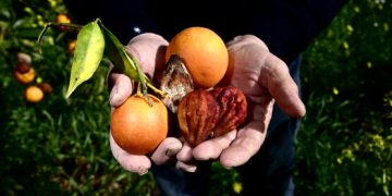 O agricultor italiano Vito Amantia mostra pequenas laranjas e frutos secos em um laranjal, em 26 de fevereiro de 2024 em Lentini, Sicília. Os frutos nas árvores são muito menores do que o normal devido à seca. As autoridades regionais da ilha do sul de Itália declararam estado de emergência no início deste mês, depois de as chuvas de inverno esperadas após o verão rigoroso do ano passado terem fracassado. (Foto de Alberto PIZZOLI/AFP)
