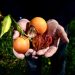 Vito Amantia olasz farmer kis narancsokat és szárított gyümölcsöket mutat be egy narancsligetben 26. február 2024-án a szicíliai Lentiniben. A fákon lévő gyümölcsök a szárazság miatt sokkal kisebbek a szokásosnál. A dél-olaszországi sziget regionális hatóságai szükségállapotot hirdettek ki a hónap elején, miután a tavalyi nyár után remélt téli esőzések kudarcot vallottak. (Fotó: Alberto PIZZOLI / AFP)