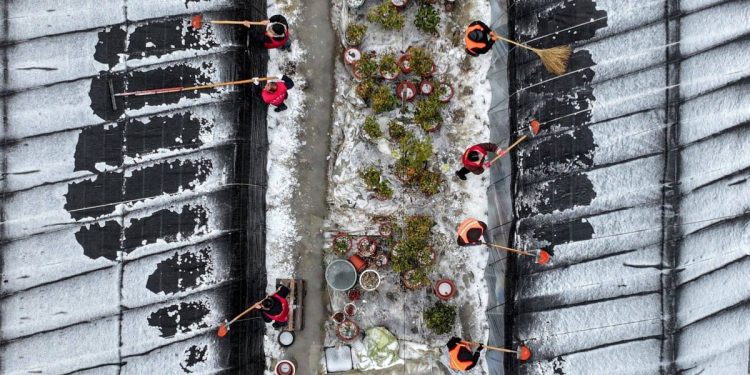 Battling the Chill: China Mobilizes to Protect Spring Vegetable Crops from Cold Weather Damage