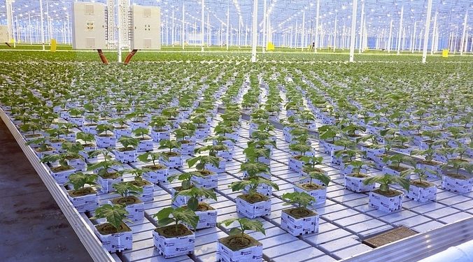 The Chelyabinsk Ministry of Agriculture allocated 350 million rubles for seed procurement.