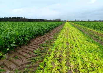 Unlocking Growth: Sustainable Innovations in Vegetable Cultivation