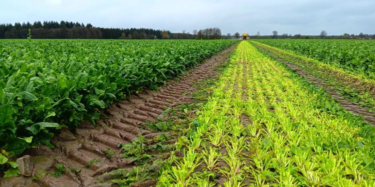 Unlocking Growth: Sustainable Innovations in Vegetable Cultivation