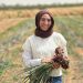 Optimizing Onion Harvest: Insights from SEKEM Group’s Cultivation Process