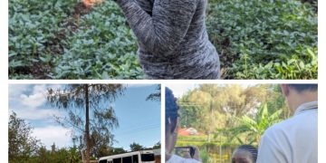 Exploring Market Dynamics: Insights from the Vegetables Value Chain