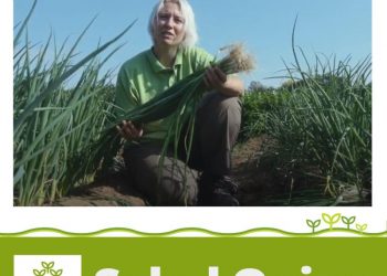 Elevating Salad Onion Quality: Introducing Salad Onion Marksman