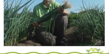 Elevating Salad Onion Quality: Introducing Salad Onion Marksman