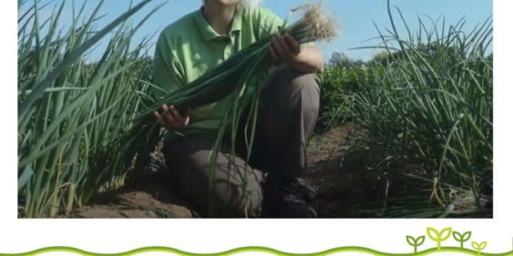 Elevating Salad Onion Quality: Introducing Salad Onion Marksman