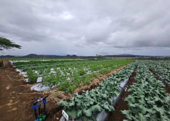 Fostering Farmer Confidence: The Importance of Result Demonstration Sites in Kenya