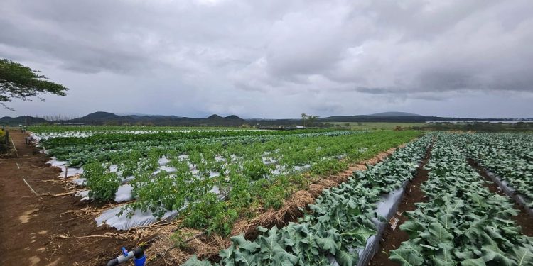 Fostering Farmer Confidence: The Importance of Result Demonstration Sites in Kenya