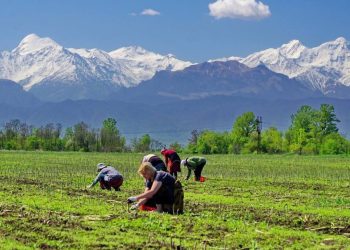 Unlocking asparagus’s potential: North Ossetia’s booming harvest signals new opportunities