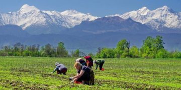 Unlocking asparagus’s potential: North Ossetia’s booming harvest signals new opportunities