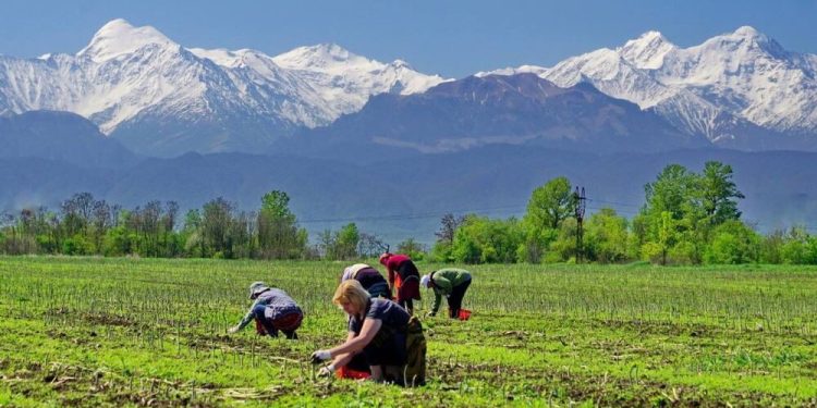 Unlocking asparagus’s potential: North Ossetia’s booming harvest signals new opportunities