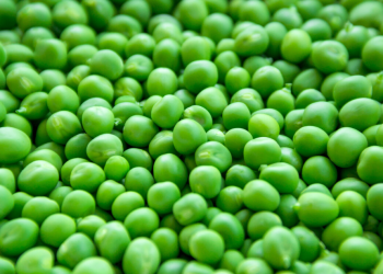 Pea Yield Revolution: Doubling Crop Productivity Using Biotechnology