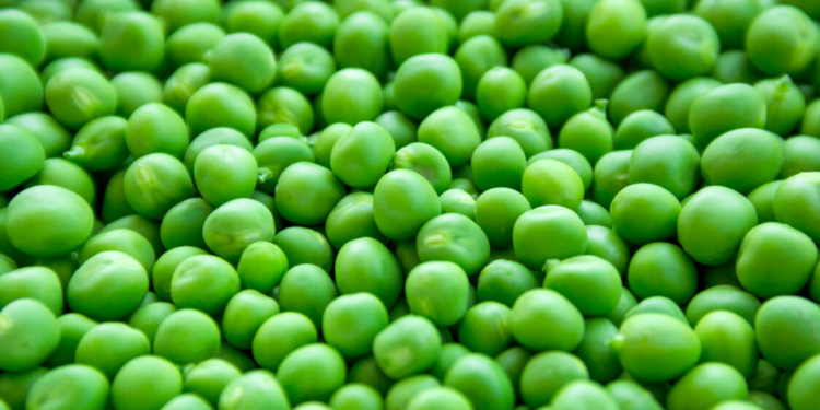 Pea Yield Revolution: Doubling Crop Productivity Using Biotechnology