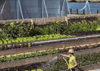 Transforming urban spaces into blooming gardens