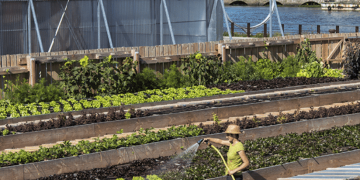 Transforming urban spaces into blooming gardens